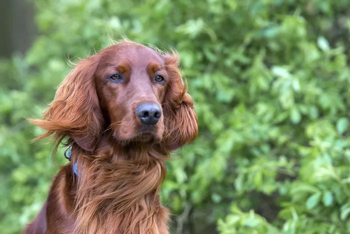 Framed Print : Irish Setter Framed Print : Irish Setter