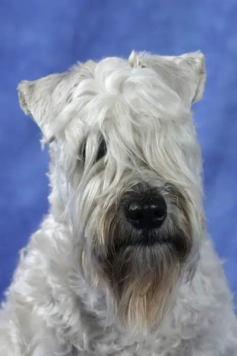 Framed Print : Irish Soft Coated Wheaten Terrier