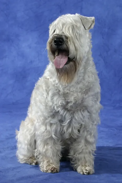 Framed Print : Irish Soft Coated Wheaten Terrier Framed Print : Irish Soft Coated Wheaten Terrier