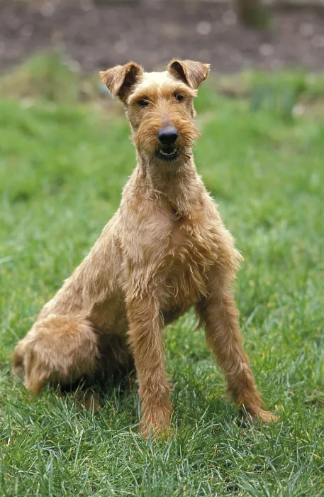 Framed Print : Irish Terrier Dog sitting on Grass