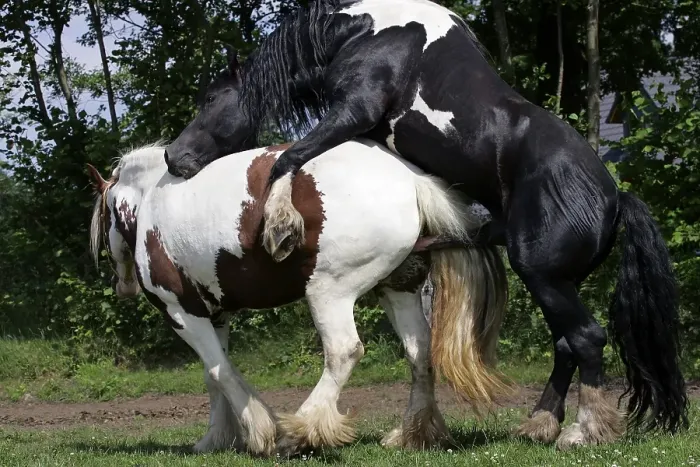 Framed Print : Irish tinker horses - stallion copulating with an irish tinker mare (Equus islandicus)