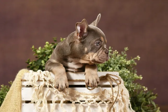 Framed Print : Isabella tan French Bulldog puppy in box with boho decor in front of brown background