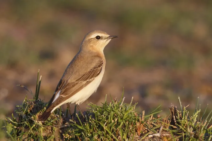 Framed Print : Isabelline Wheatear (Oenanthe isabellina)