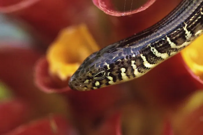 Framed Print : Island glass lizard Ophisaurus compressus is a legless lizard found in southeastern United States