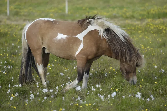 Framed Print : Island pony