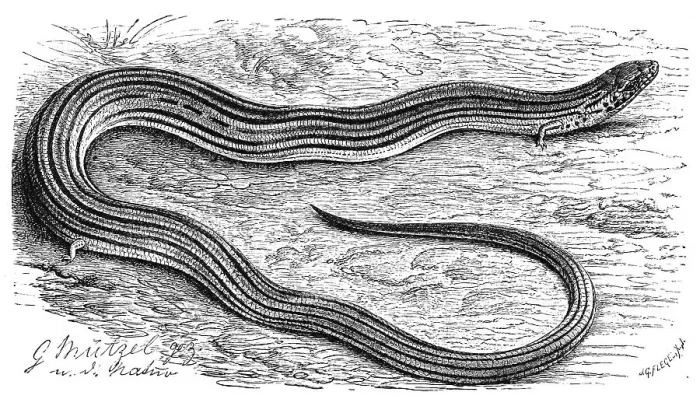 Framed Print : Italian archworm, Chalcides chalcides Framed Print : Italian archworm, Chalcides chalcides