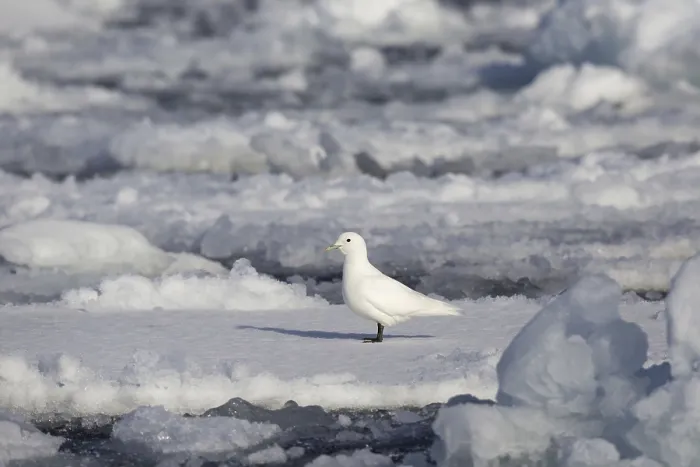 Framed Print : Ivory Gull, ivory gulls (Pagophila eburnea)