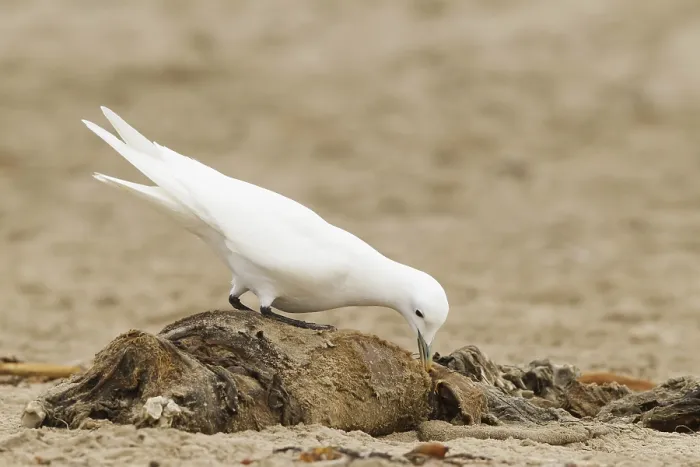 Framed Print : Ivory Gull (Pagophila eburnea)