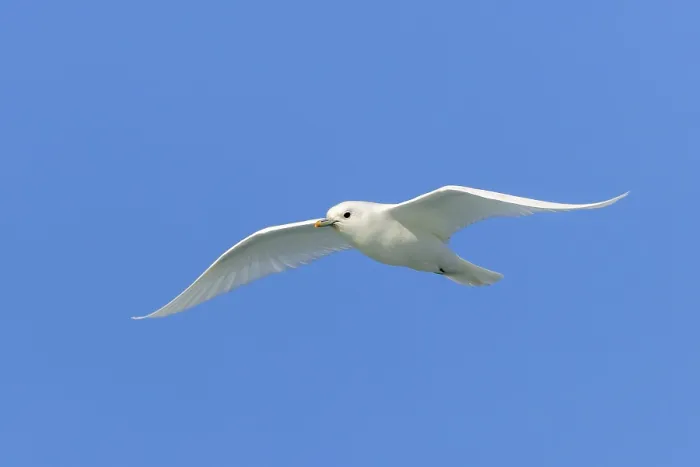 Framed Print : Ivory gull (Pagophila eburnea, Larus eburneus) flying against blue sky along the coast of Svalbard