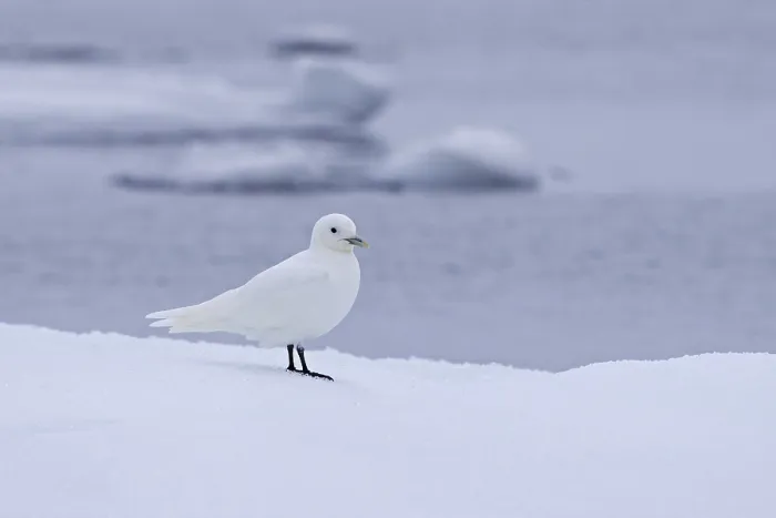 Framed Print : Ivory gull (Pagophila eburnea) (Larus eburneus) on ice floe along the coast of Svalbard