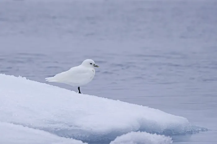 Framed Print : Ivory gull (Pagophila eburnea) (Larus eburneus) on ice floe along the coast of Svalbard