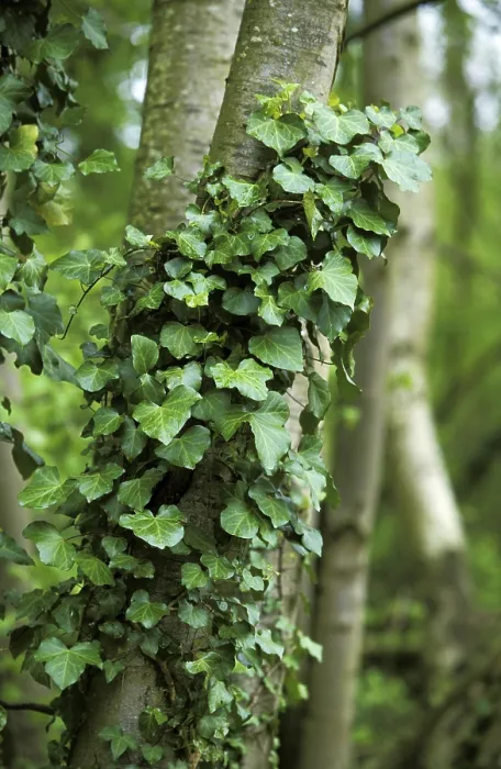 Framed Print : IVY (hedera helix) ON A TREE TRUNK