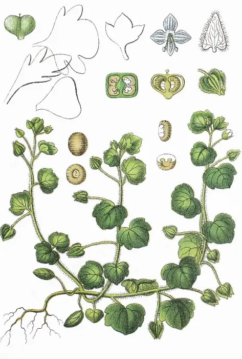 Framed Print : Ivy-leaved speedwell (Veronica hederifolia)