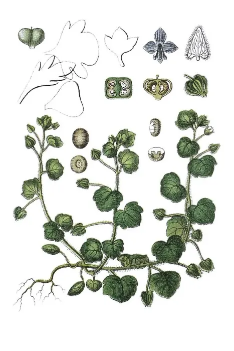 Framed Print : Ivy-leaved speedwell (Veronica hederifolia) Framed Print : Ivy-leaved speedwell (Veronica hederifolia)