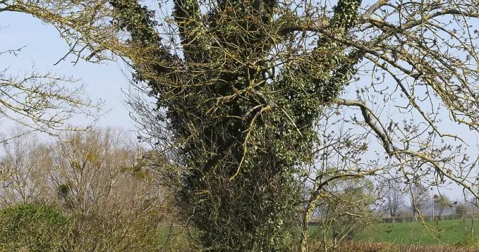 Framed Print : Ivy in a Tree, Normandy (Hedera helix) Framed Print : Ivy in a Tree, Normandy (Hedera helix)