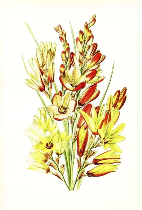 Framed Print : Ixia maculata, spotted African corn lily