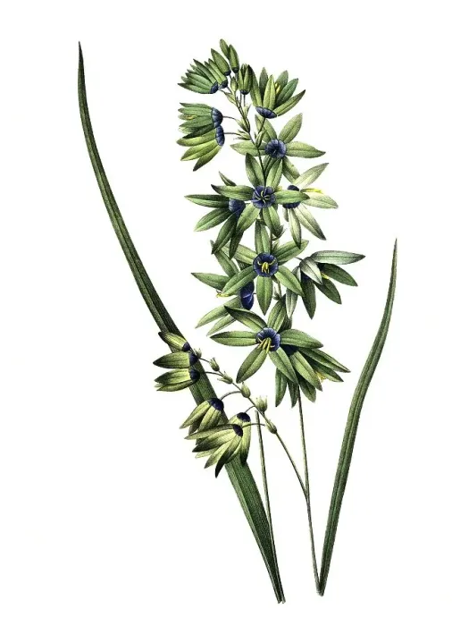 Framed Print : Ixia viridifloria, Ixia, Glutinous Sword