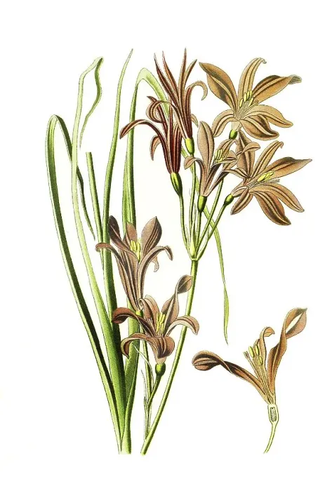 Framed Print : Ixiolirion montanum, Ixiolirion tataricum