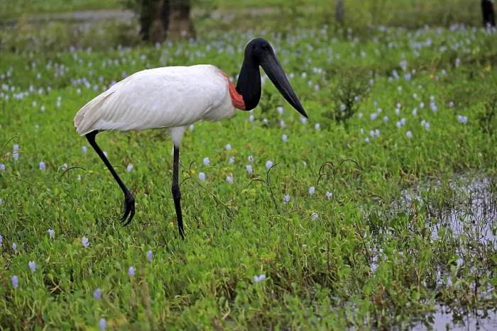 Framed Print : Jabiru (Jabiru mycteria), adult in meadow foraging
