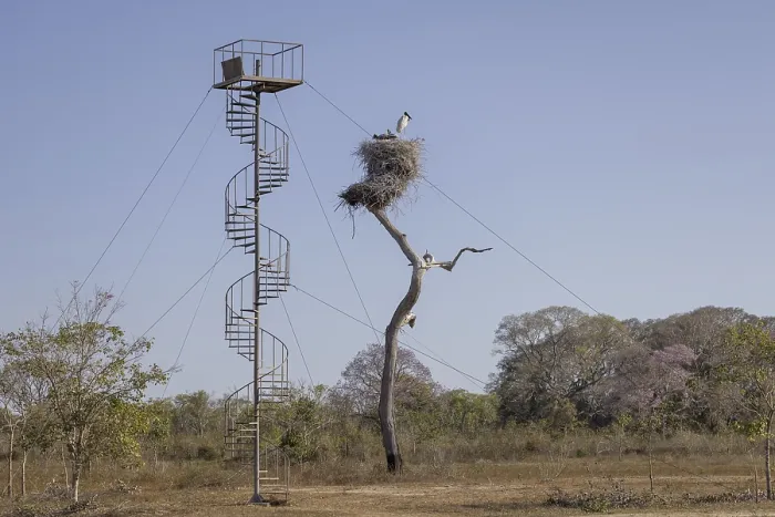 Framed Print : Jabiru (Jabiru mycteria), nest with observation tower