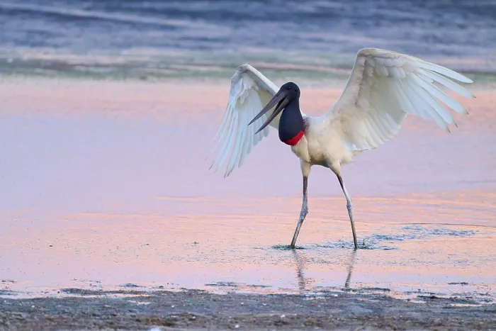 Framed Print : A Jabiru with raised wings standing in shallow water at sunset