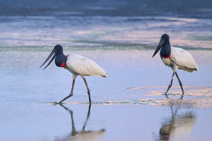 Framed Print : Two Jabirus walking through shallow water at dusk