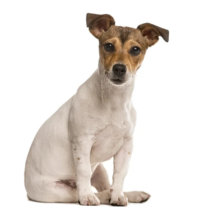Framed Print : Jack Russel sitting and looking at the camera
