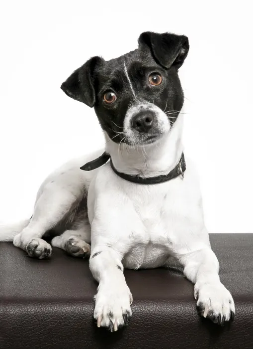 Framed Print : Jack Russell, bitch