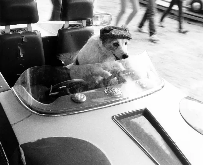 Framed Print : Jack Russell drives a car, England, Great Britain