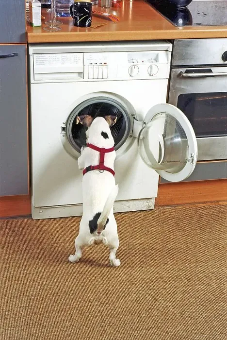 Framed Print : Jack Russell looks into a washing machine