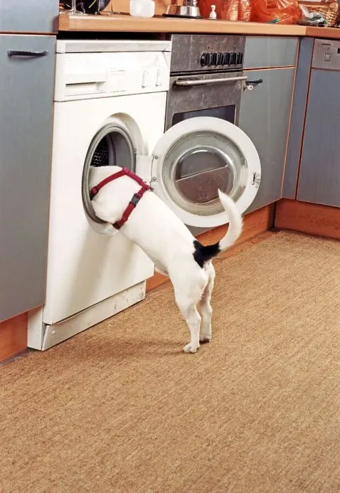 Framed Print : Jack Russell looks into washing machine