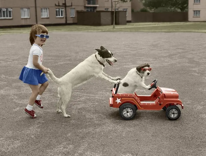 Framed Print : Jack Russell plays with girls, England Framed Print : Jack Russell plays with girls, England