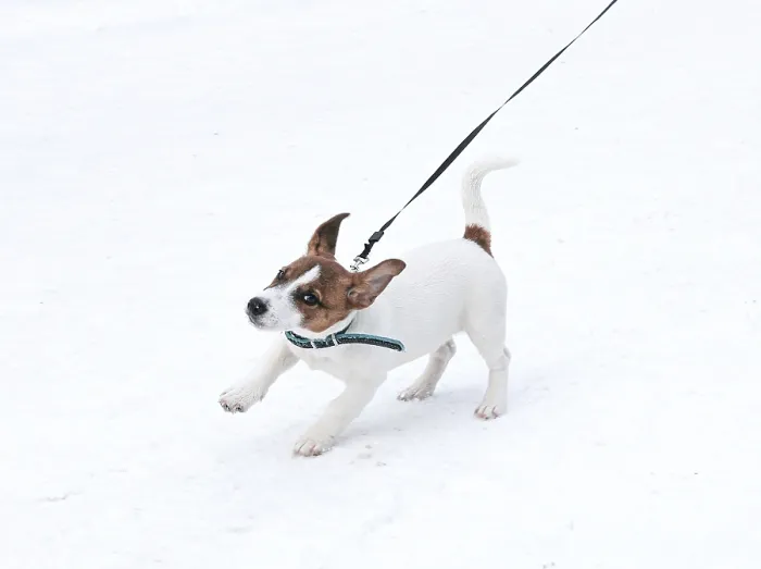 Framed Print : Jack Russell puppy with collar running in snow Framed Print : Jack Russell puppy with collar running in snow