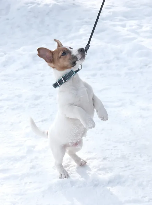 Framed Print : Jack Russell puppy stands on his hind legs