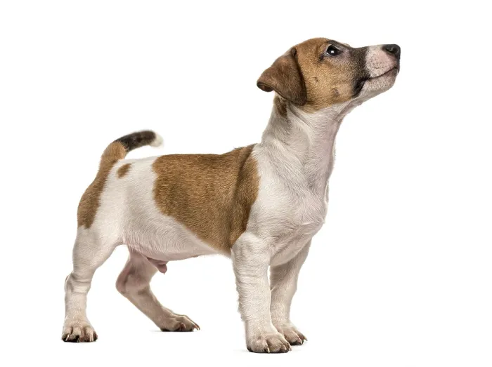 Framed Print : Jack russell standing looking up Framed Print : Jack russell standing looking up