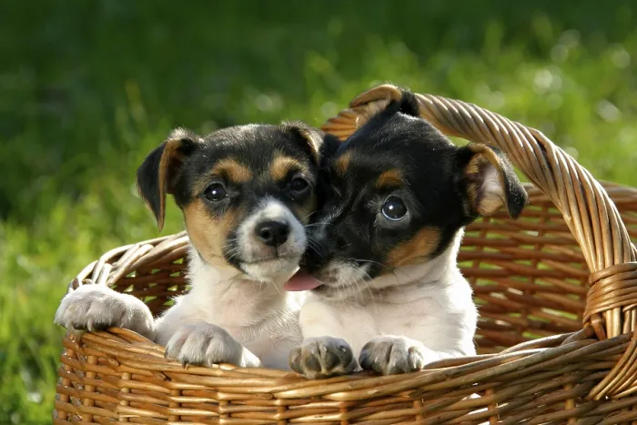 Framed Print : Jack Russell Terrier