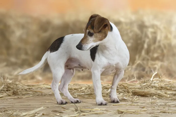 Framed Print : Jack Russell Terrier, bitch