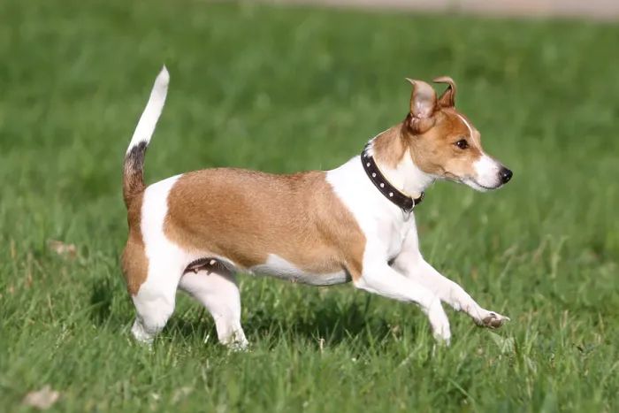 Framed Print : Jack Russell Terrier, bitch