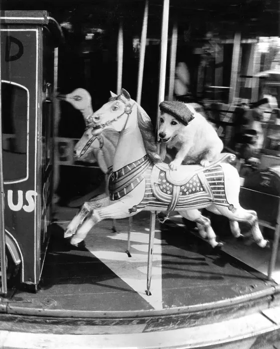 Framed Print : Jack Russell Terrier with cap rides horse carousel