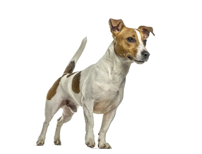 Framed Print : Jack russell terrier dog standing Framed Print : Jack russell terrier dog standing