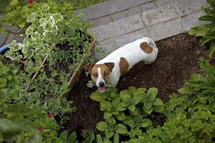 Framed Print : JACK RUSSELL TERRIER IN A GARDEN Framed Print : JACK RUSSELL TERRIER IN A GARDEN