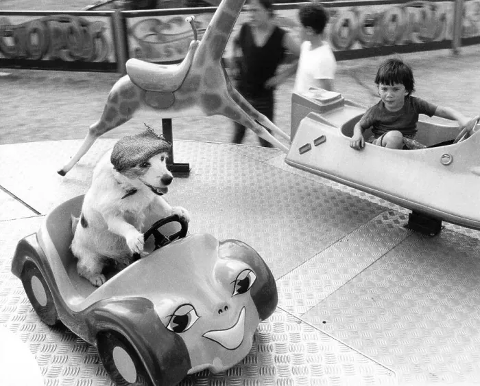 Framed Print : Jack Russell Terrier with hat and boy driving roundabout Framed Print : Jack Russell Terrier with hat and boy driving roundabout
