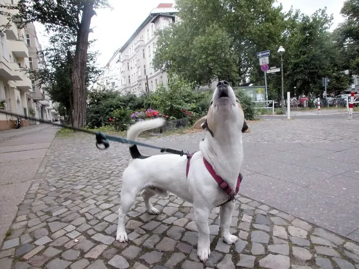 Framed Print : Jack Russell Terrier howls, Berlin