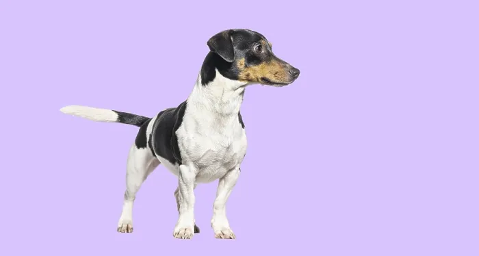 Framed Print : Jack russell terrier looking away