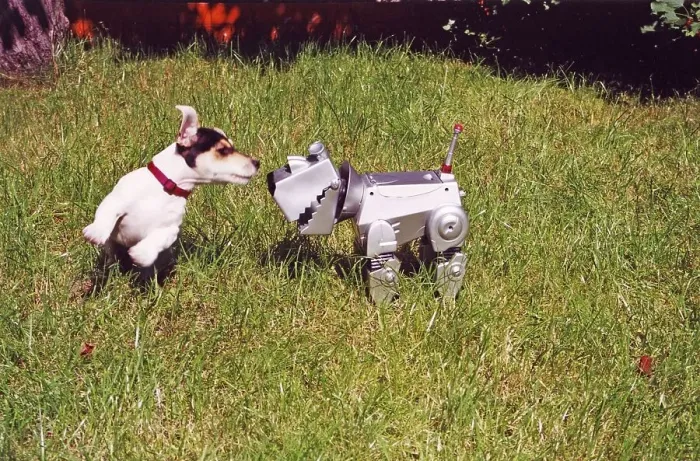 Framed Print : Jack Russell Terrier plays with robot dog