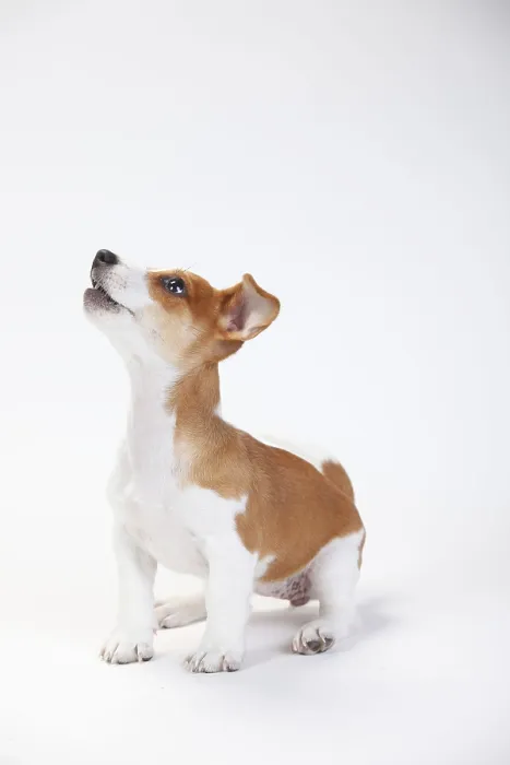 Framed Print : Jack Russell Terrier, Puppy, 9 weeks, Bitch