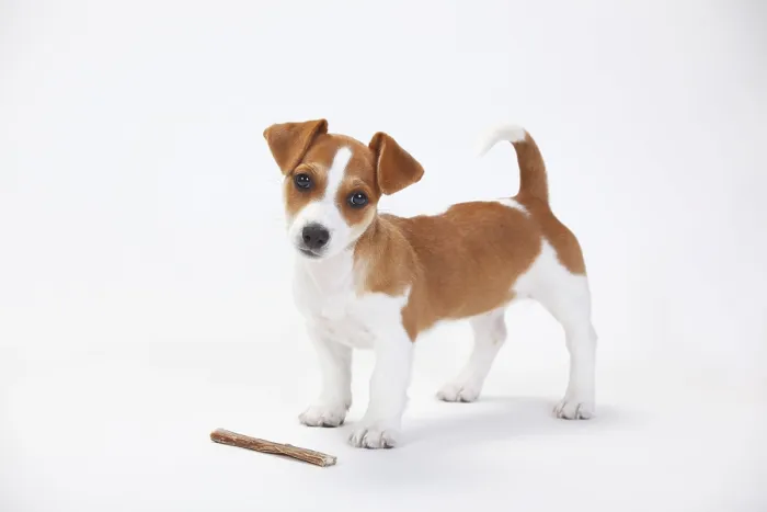 Framed Print : Jack Russell Terrier, Puppy, 9 weeks, Bitch Framed Print : Jack Russell Terrier, Puppy, 9 weeks, Bitch