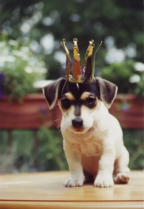 Framed Print : Jack Russell Terrier puppy with crown