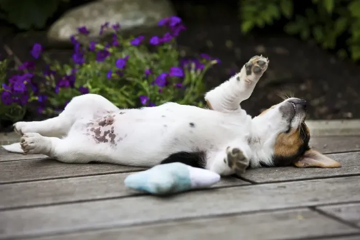 Framed Print : Jack Russell Terrier, puppy lying on its back