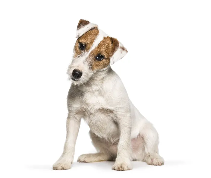 Framed Print : Jack Russell Terrier puppy sitting against white background